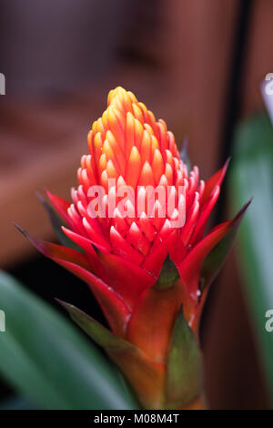 Guzmania Conifera. Guzmania ist eine Gattung von über 120 Arten von Blütenpflanzen in der Familie Bromeliaceae. Stockfoto