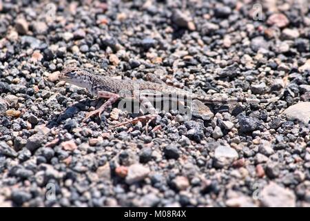 Fauna der Mojave Wüste in Kalifornien, USA. Zebra-tailed Lizard (Callisaurus draconoides) im Death Valley National Park (Inyo County). Stockfoto