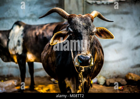 Indische Kühe Stockfoto