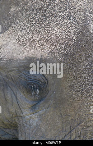 In der Nähe von Augen und Wimpern Afrikanischer Elefant (Loxodonta africana). Amboseli. Kenia. Stockfoto