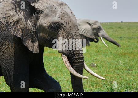 Schließen Sie sich an Profil von afrikanischen Elefanten (Loxodonta africana) Fütterung auf Sumpf. Amboseli. Kenia. Stockfoto