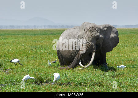 Berühmte Elephant Loxodonta africana) Echo Fütterung in einem Sumpf. Amboseli. Kenia. Stockfoto