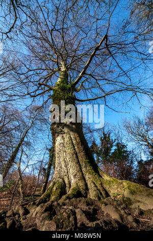 Alter Baum im Abington Park, Northampton im Winter Stockfoto
