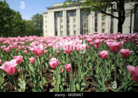 Viele der Tulpen vor dem Gebäude in der Nähe schoß zu kippen Stockfoto