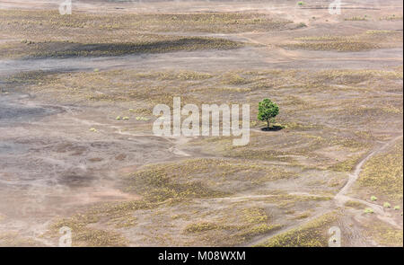 Blick auf einsamen Baum von oben auf dem Weg zum Mount Bromo, Indonesien Stockfoto