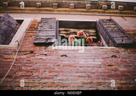 Low Angle View einer Blume Pflanze in einem Blumentopf auf dem Fensterbrett auf eine Wand in Venedig, Italien. Stockfoto