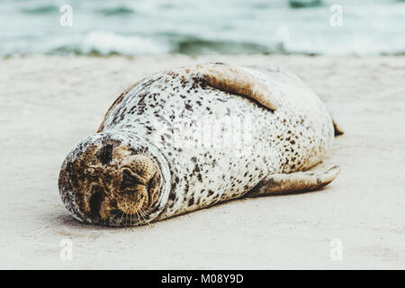 Hafen Dichtung lustig Tier schlafen auf sandigen Strand in Dänemark Phoca vitulina Ökologie Schutzkonzept Arctic Sea Stockfoto