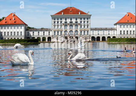 Weiße Schwäne vor Schloss Nymphenburg in München, Deutschland Stockfoto