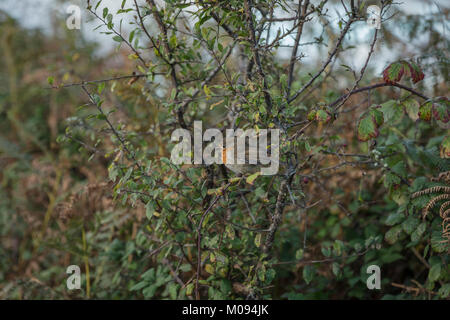 Red Robin Vogel in Hecke Stockfoto