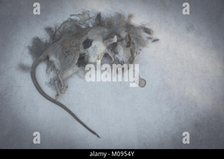 Tote Ratte, Maus auf dem Boden. Tote Ratte auf einem Boden. Stockfoto