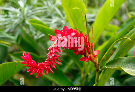 Ingwer Anlage in einem Botanischen Garten im Westen von Kuba Stockfoto