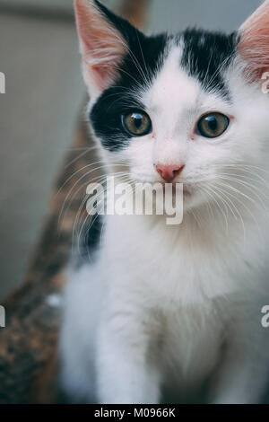 Cute Kitten starring in die Kamera Stockfoto
