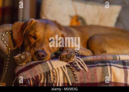 Labrador im Urlaub Stockfoto