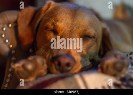 Labrador im Urlaub Stockfoto