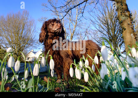 Reif, UK. 19 Jan, 2018. UK Wetter. Narzissen und Schneeglöckchen erscheinen früh wie helle Wintersonne im Süden Osten bringt einen Hauch von Frühling. Credit: Peter Cripps/Alamy leben Nachrichten Stockfoto