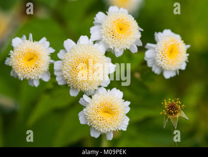 Eine Makroaufnahme von einigen Feverfew Blüten. Stockfoto