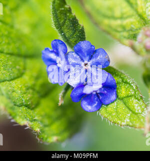 Eine Makroaufnahme der blaue Blüten eines grünen alkanet Anlage. Stockfoto