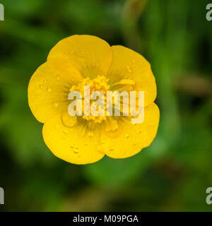 Eine Makroaufnahme eines kleinen gelben Butterblume. Stockfoto