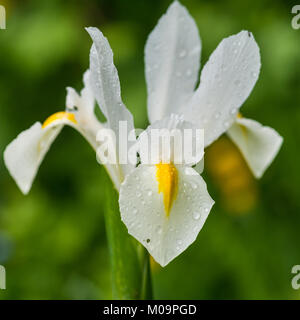 Eine Makroaufnahme eines weißen Dutch Iris in die Regentropfen fallen. Stockfoto