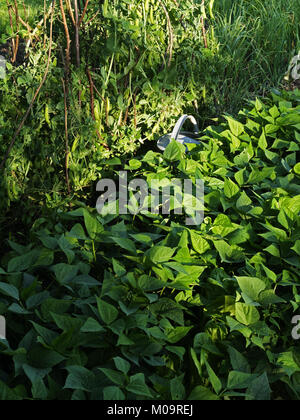 Gemüsegarten im Juni, Bett von grünen Bohnen und Erbsen (Suzanne Gemüsegarten, Le Pas, Mayenne, Frankreich). Stockfoto