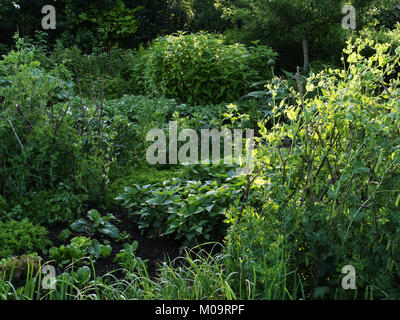 Gemüsegarten im Juni, gemüsebeete von Knoblauch, Erbsen, Salat, grüne Bohnen, Topinambur... Stockfoto