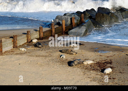 Graue Dichtungen und Grau jungrobben am Strand von Horsey in Norfolk, November 2018 bei stürmischem Wetter. Stockfoto