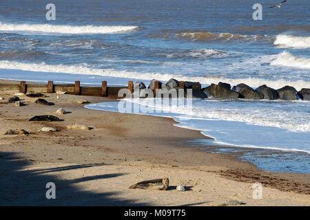 Graue Dichtungen und Grau jungrobben am Strand von Horsey in Norfolk, November 2018. Horsey Strand ist einer der wichtigsten Dichtung rookeries an der Ostküste. Stockfoto