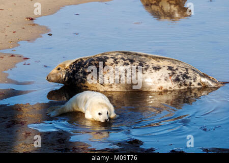 Grau Dichtung Mutter und Welpen am Strand von Horsey in Norfolk, November 2018. Horsey Strand ist einer der wichtigsten Dichtung rookeries an der Ostküste. Stockfoto