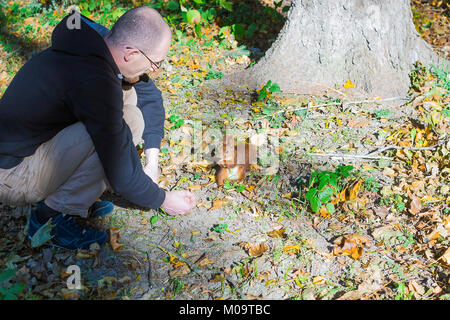 Junge Mann ist das Füttern Eichhörnchen mit Muttern im Herbst Wald. Eichhörnchen essen aus den Händen Stockfoto