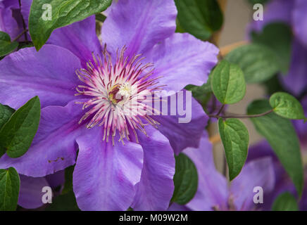 Clematis Angelique Blume in voller Blüte im Frühjahr Stockfoto