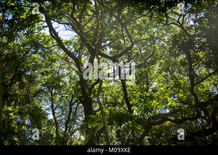 Wald gepflegt das Dorf Letea im Donaudelta, Rumänien. Stockfoto