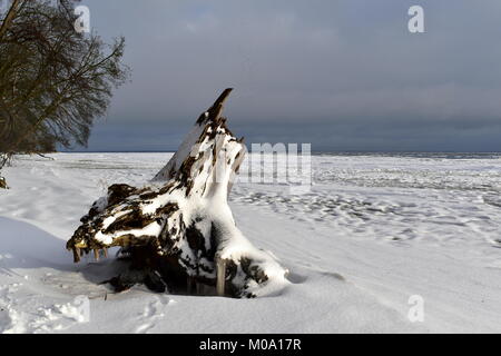 Winter Küstenlandschaft mit riesigen toten Baumstumpf am Strand. Der Strand im Schnee und Eis im Meer. Ostsee Küste. Polen. Stockfoto