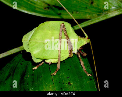 Blatt - Mimic katydid auf Blatt. Costa Rica, Provinz Puntarenas, Monteverde Cloud Forest Reserve, Selvatura Park Stockfoto