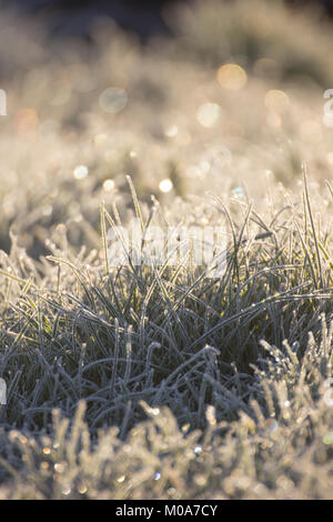 Frost Sekt auf Gras im goldenen Morgenlicht. Stockfoto