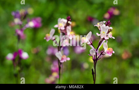 Drei marokkanischen toadflax Blumen, Nottingham, Großbritannien Stockfoto