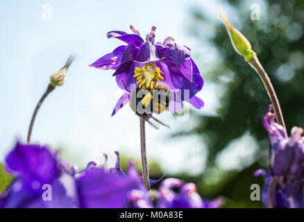 Buff tailed Hummel Blume pollinates Aquilegia vulgaris, Großbritannien Stockfoto