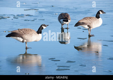 Gänse auf dem Eis: wasservögel Kampf so zu ernähren, wie kalte Temperaturen im Winter Wasser über der See zugefroren sind, Sheffield UK 2015 Stockfoto