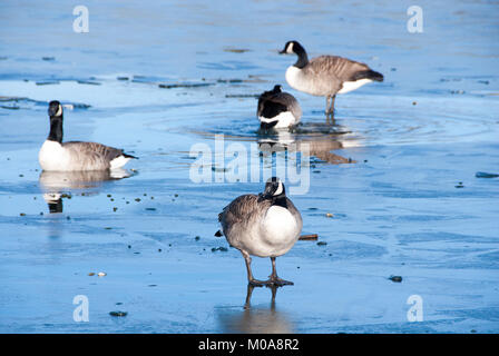 2015, Vogel, Blau, Branta canadensis, Kanada gans, kalt, Land, Schwer, trinken, trinken, England, Fauna, Floating, Geflügel, gefroren, Gänse, Gans, ha Stockfoto