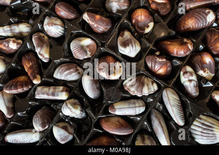 Guylian belgische Schokolade Trüffel Muscheln in ihrer Verpackung. Stockfoto
