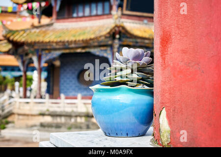 Blume in einem Topf in der Yuantong-tempel in Kunming, selektiver Fokus, China. Stockfoto