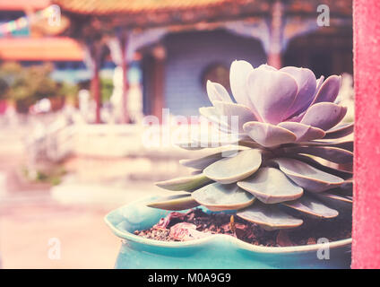 Vintage stilisierte Nahaufnahme Bild einer Blume in einem Topf in einem Tempel in Kunming, selektiver Fokus, China. Stockfoto