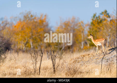 Ein Impala Aepyceros melampus auf einem Ameisenhaufen gesehen Simbabwes Mana Pools National Park. Stockfoto