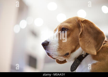 Profil Portrait von Beagle Hund in der Wohnung verschwommenen Hintergrund Stockfoto