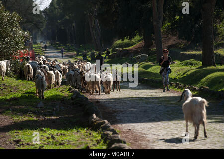 Rom, Italien. Frau läuft in der Nähe eine Herde Ziegen, die auf der alten Straße Appia Antica. Stockfoto