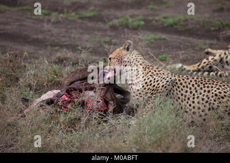 Cheetah mit frischen töten Stockfoto