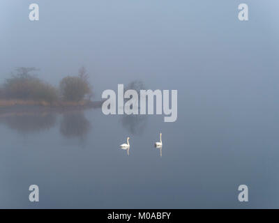 Zwei weiße Höckerschwäne (Cygnus olor) auf einem noch und misty Ullswater Lake im englischen Lake District, Penrith, Cumbria, England, Großbritannien Stockfoto