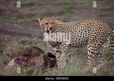Cheetah mit frischen töten Stockfoto