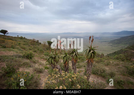 Mit Blick auf den Ngorongoro Krater von der Felge Stockfoto