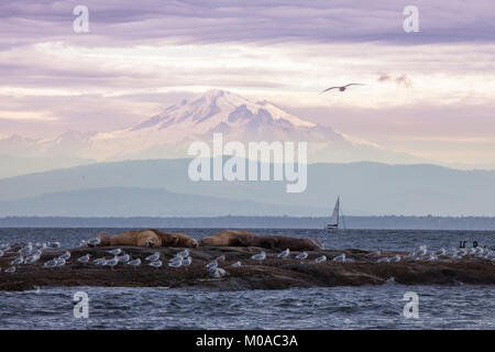 Lila Hued sky, Mt. Baker, und eine Insel der Seelöwen Stockfoto