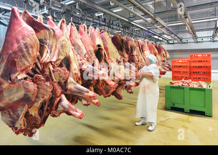 Schlachthof: Flewischer prüft frisch Vieh Hälften im Kühlraum einer Metzgerei für die weitere Verarbeitung von Wurst geschlachtet Stockfoto